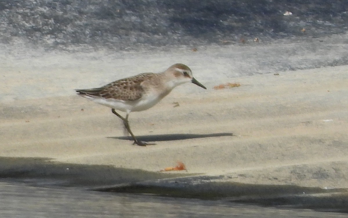 Semipalmated Sandpiper - ML642161049