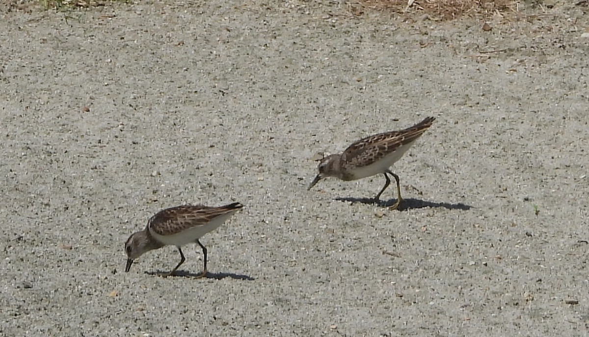 Semipalmated Sandpiper - ML642161050