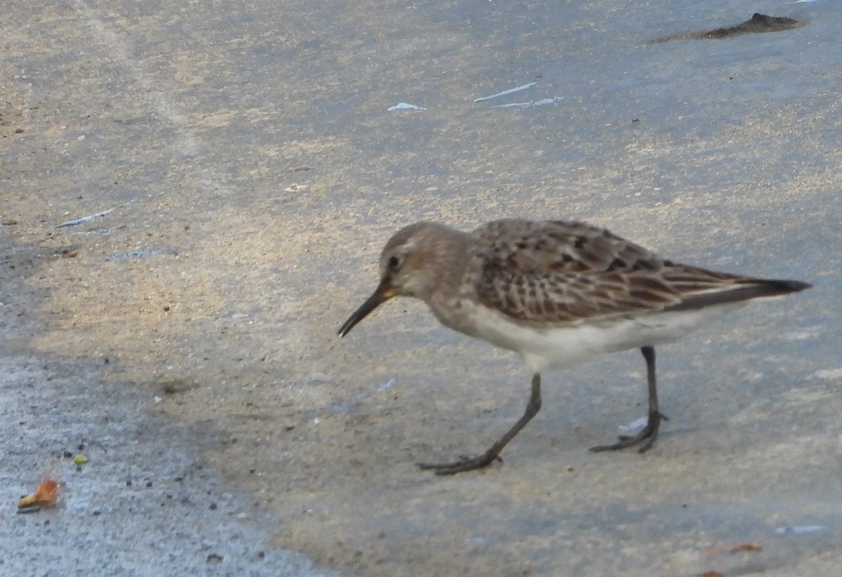 White-rumped Sandpiper - ML642161051