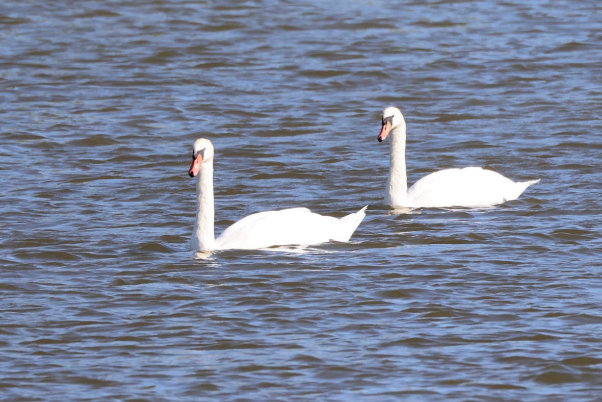 Mute Swan - ML642161082