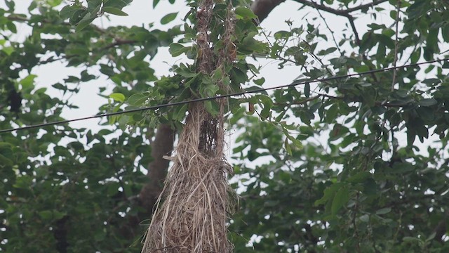 Streak-backed Oriole - ML642161087