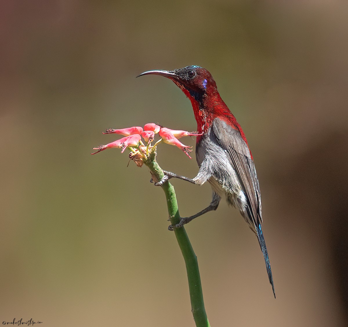Vigors's Sunbird - ML642161101