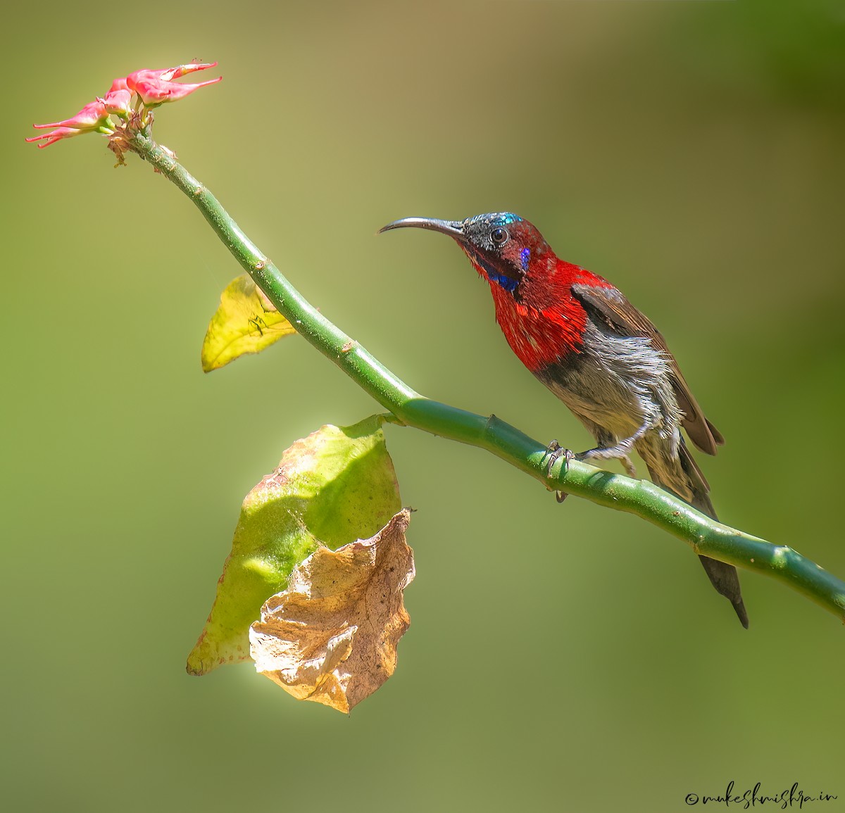 Vigors's Sunbird - ML642161102