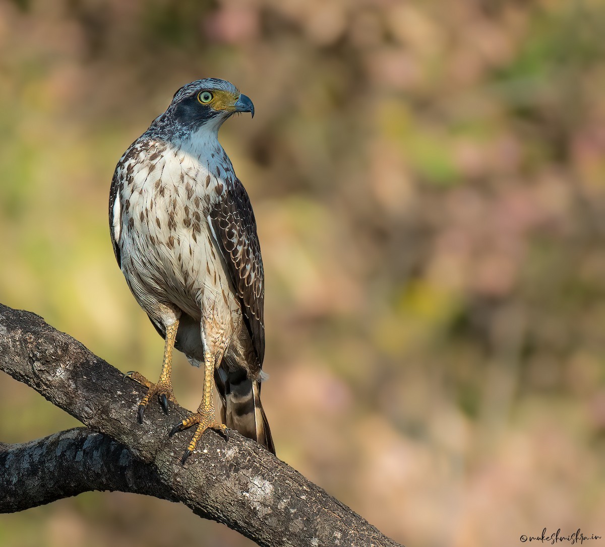 Crested Serpent-Eagle - ML642161125