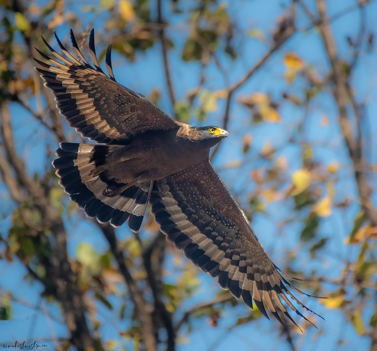 Crested Serpent-Eagle - ML642161126
