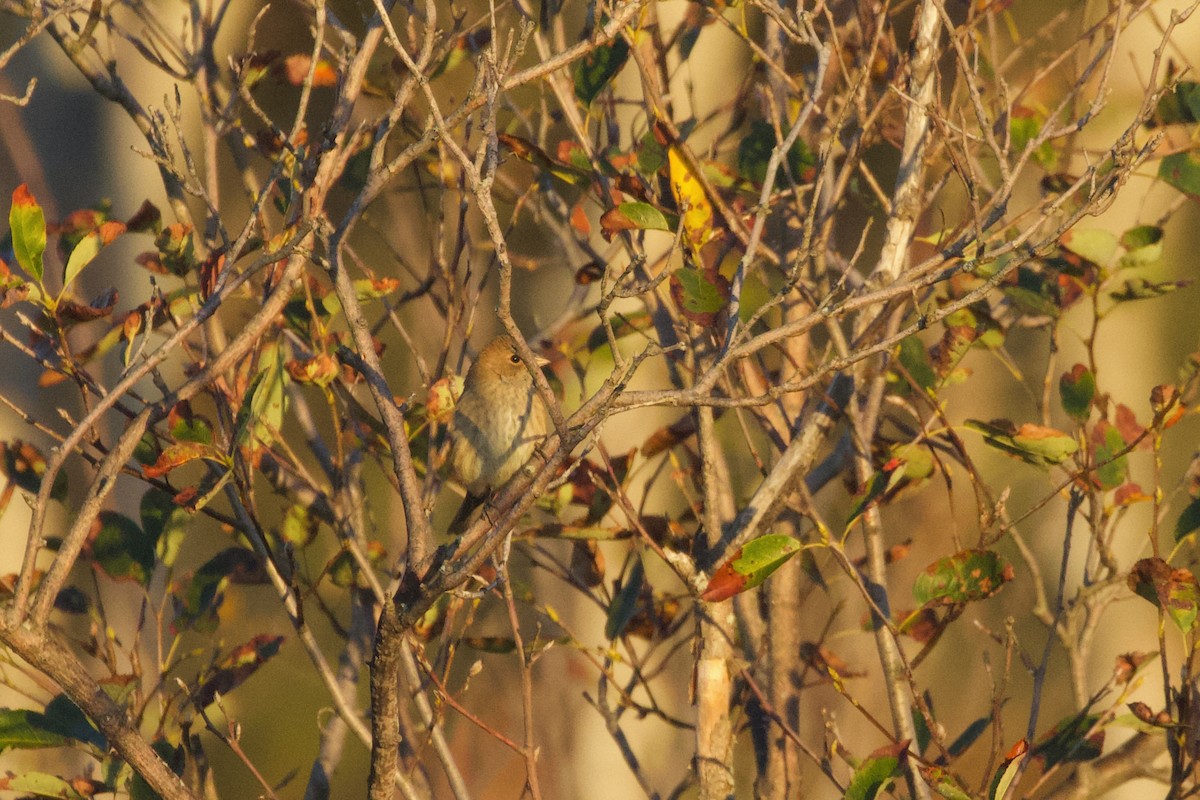 Passerin indigo - ML642161140