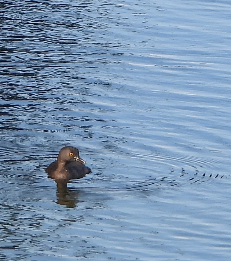 Least Grebe - ML642161177