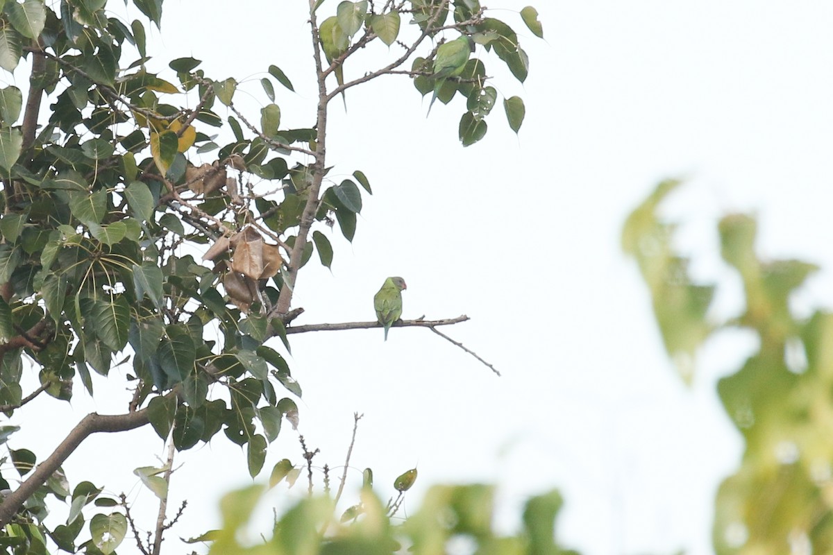 Gray-headed Parakeet - ML642161188