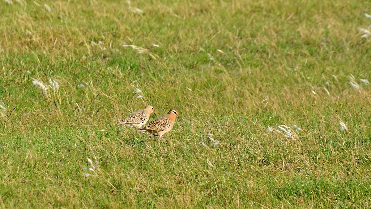 Tawny-throated Dotterel - ML642161189