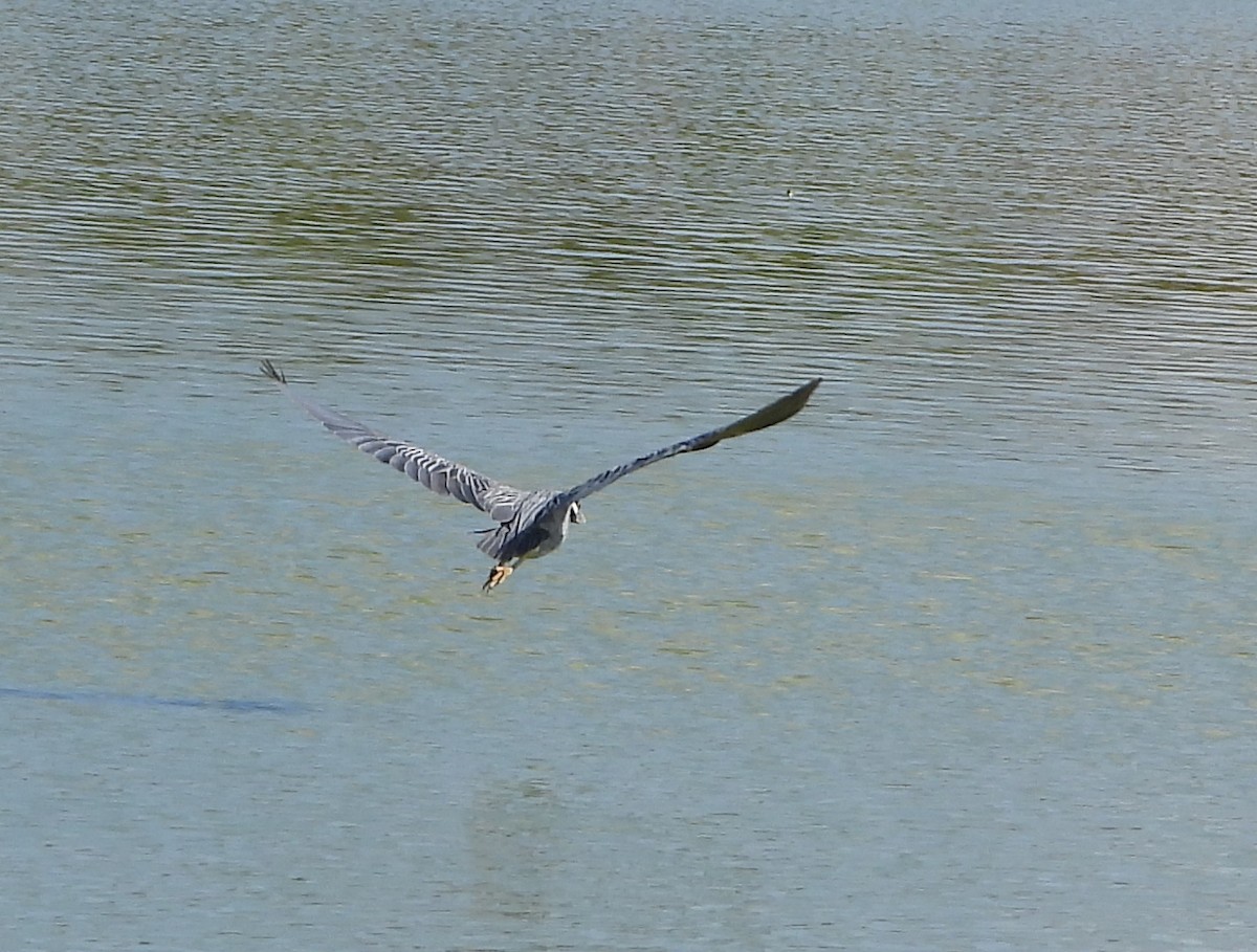 Yellow-crowned Night Heron - ML642161197