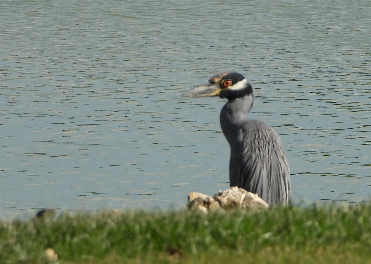 Yellow-crowned Night Heron - ML642161198