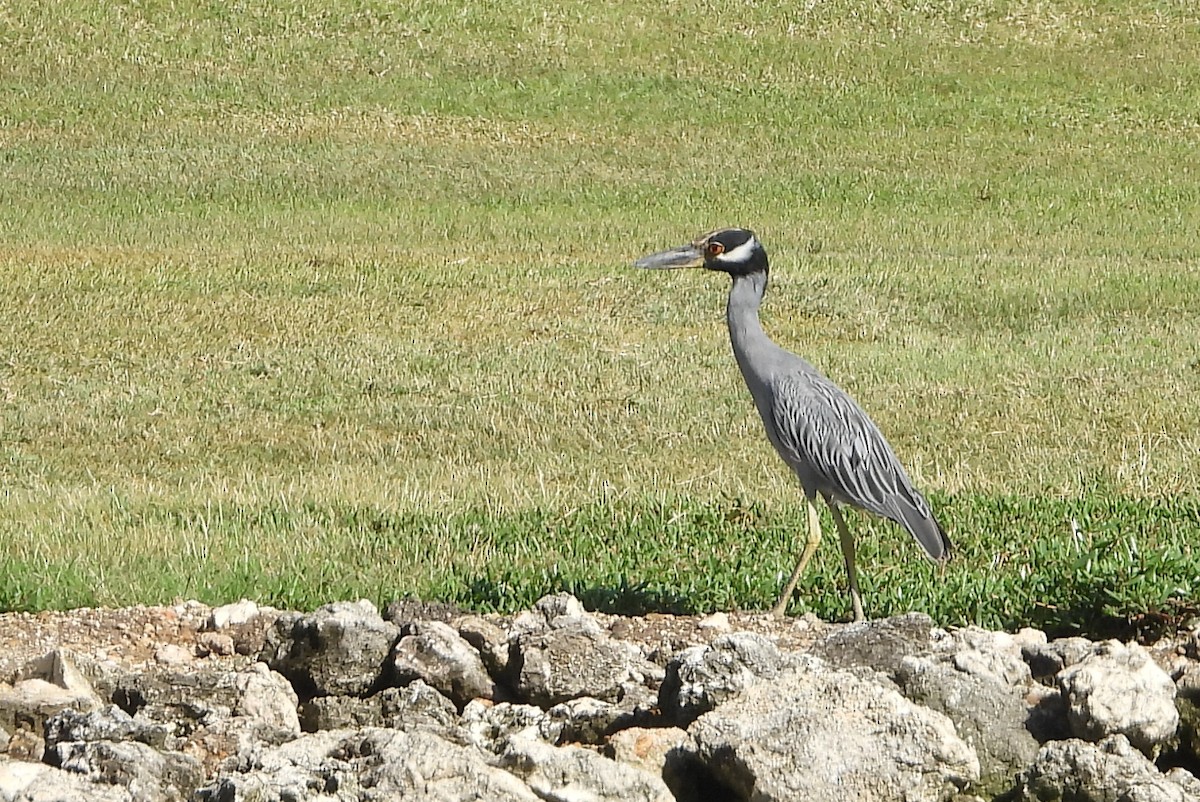 Yellow-crowned Night Heron - ML642161203