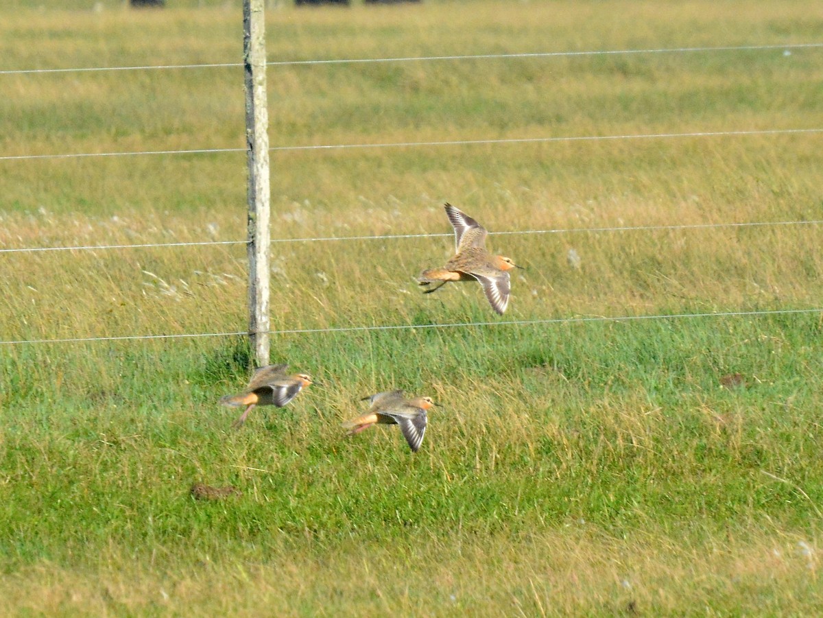 Tawny-throated Dotterel - ML642161216
