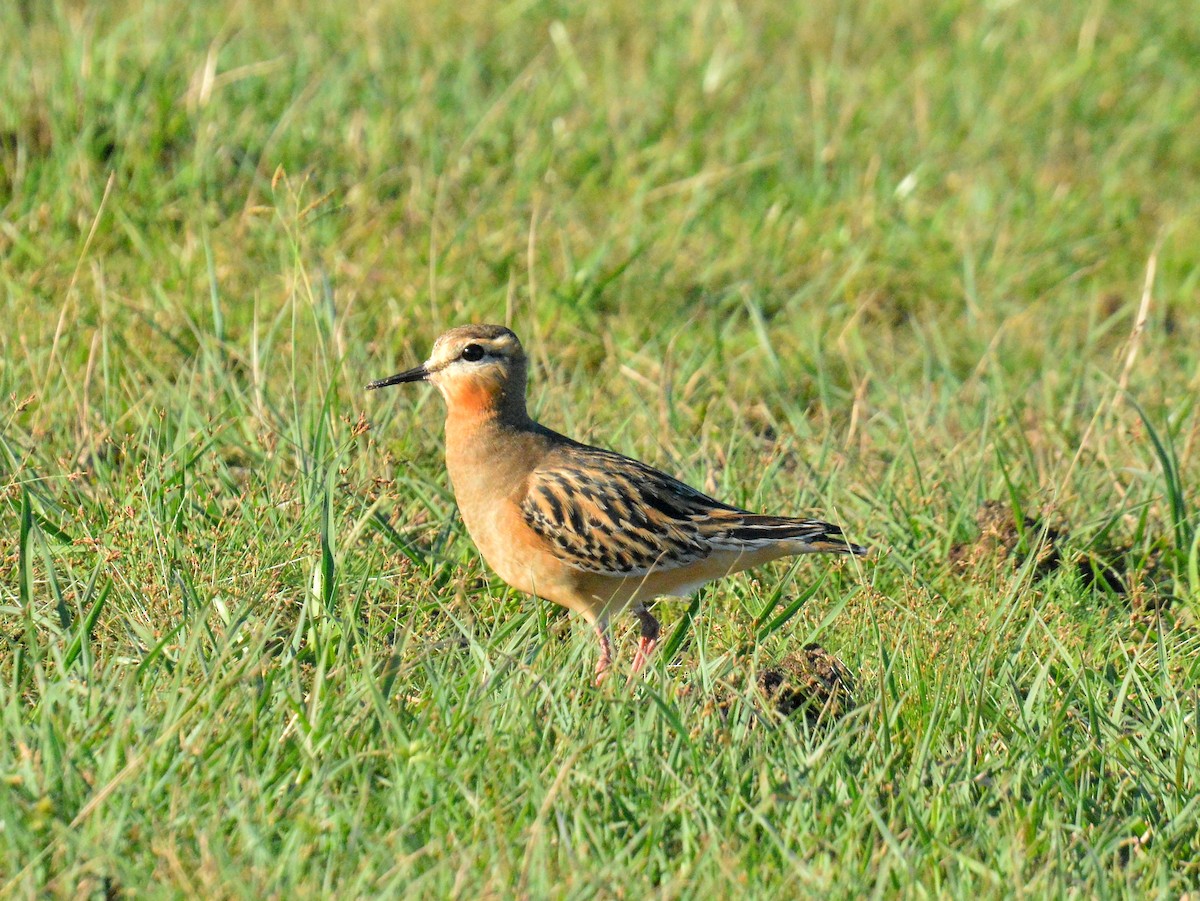Tawny-throated Dotterel - ML642161218