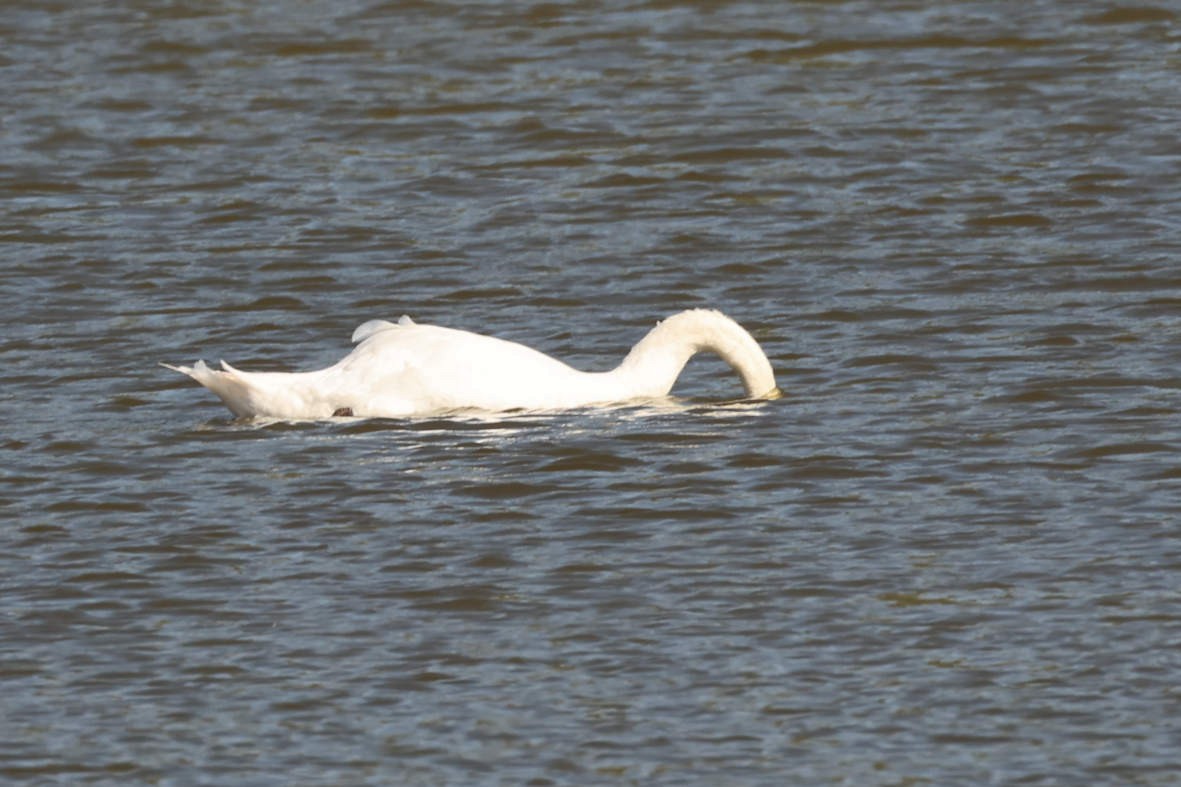Mute Swan - ML642161225