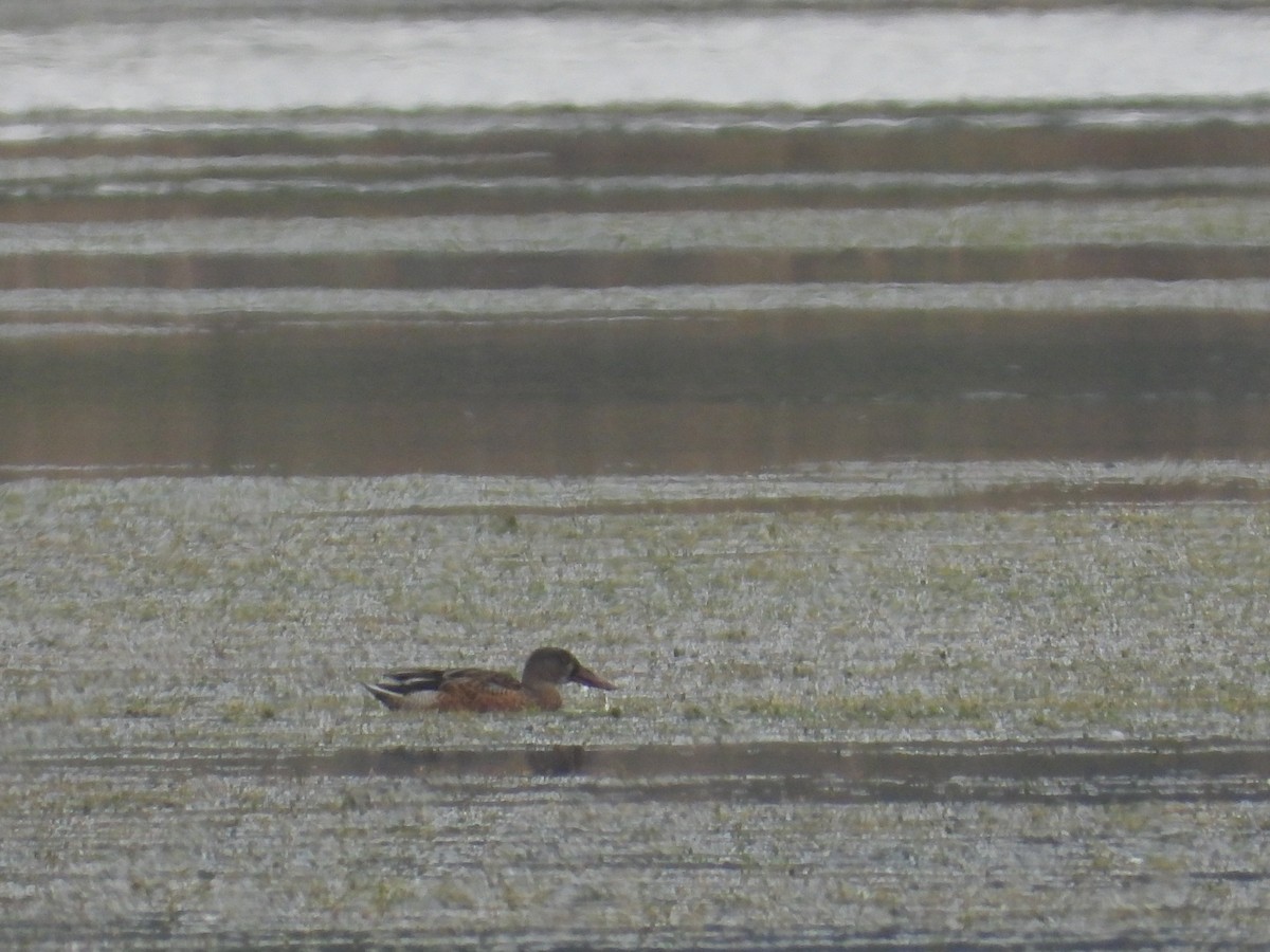 Northern Shoveler - ML642161238