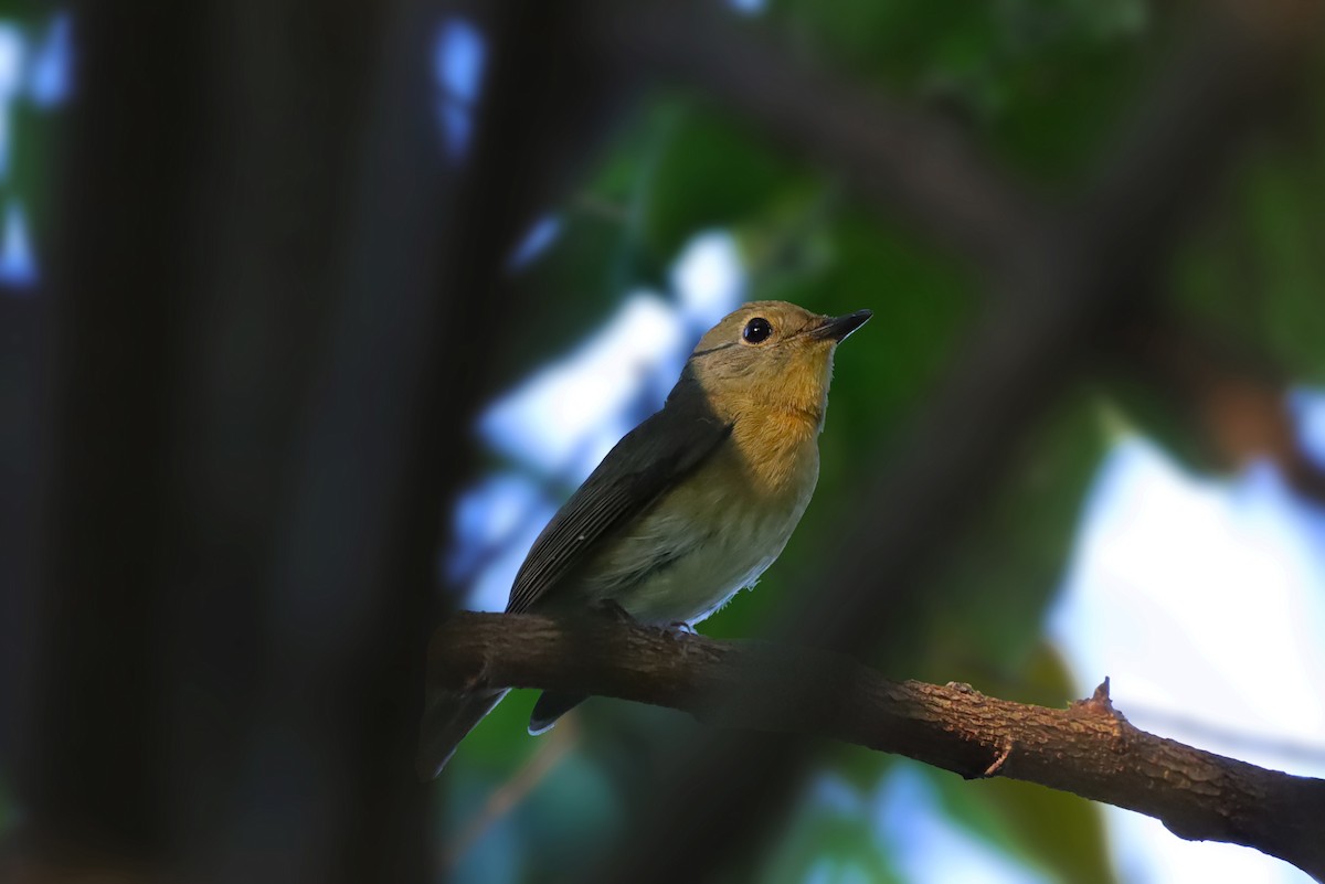 Hainan Blue Flycatcher - ML642161254
