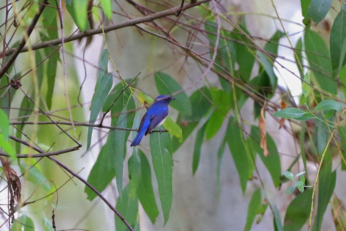 Hainan Blue Flycatcher - ML642161255