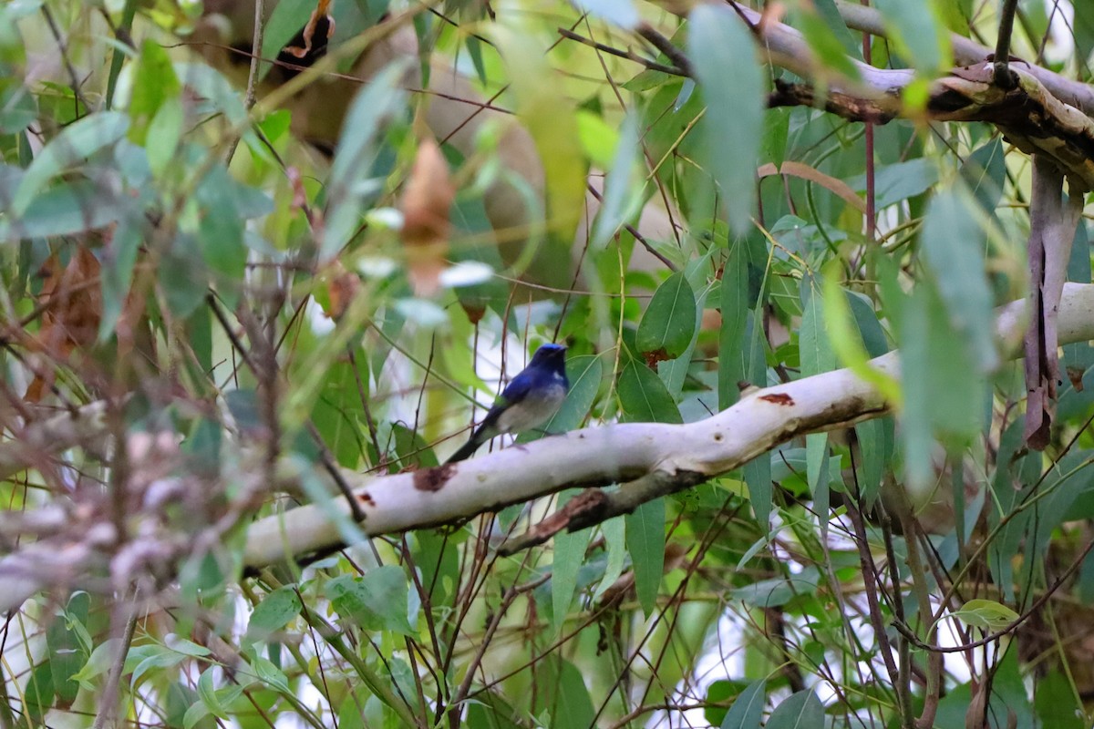 Hainan Blue Flycatcher - ML642161256