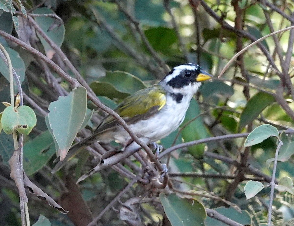 Sao Francisco Sparrow - ML642161262