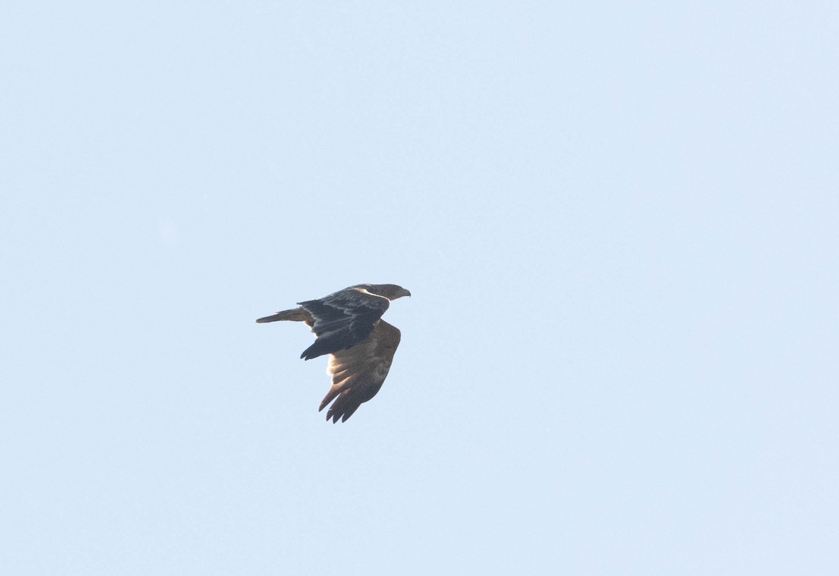 Imperial Eagle - ML642161290