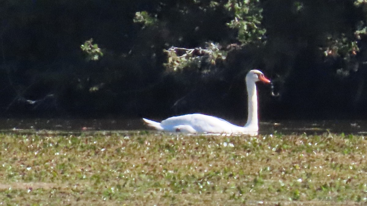 Mute Swan - ML642161292