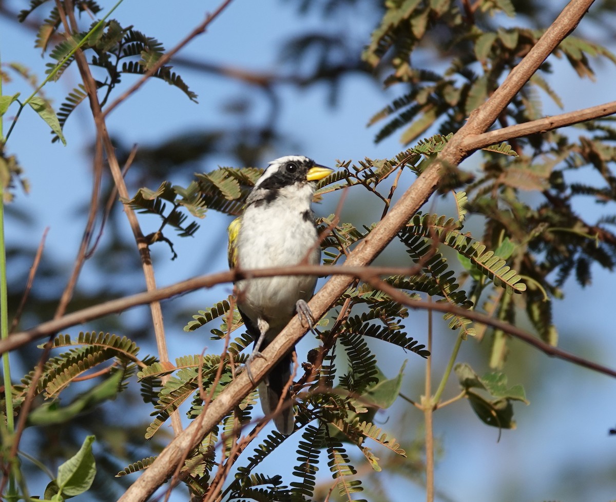 Sao Francisco Sparrow - ML642161294