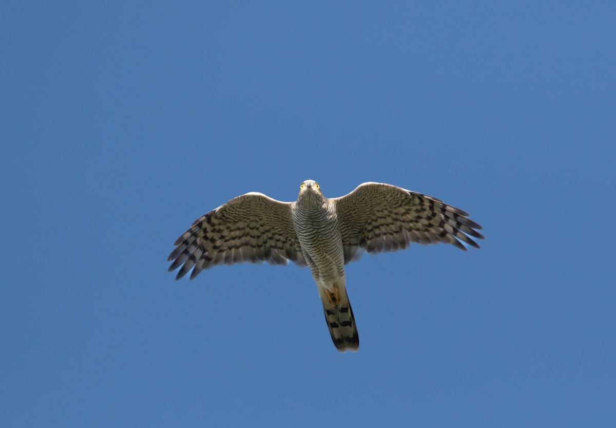 Eurasian Sparrowhawk - ML642161304