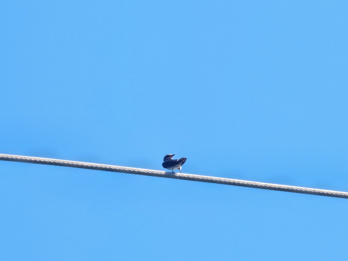 Pacific Swallow - ML642161312