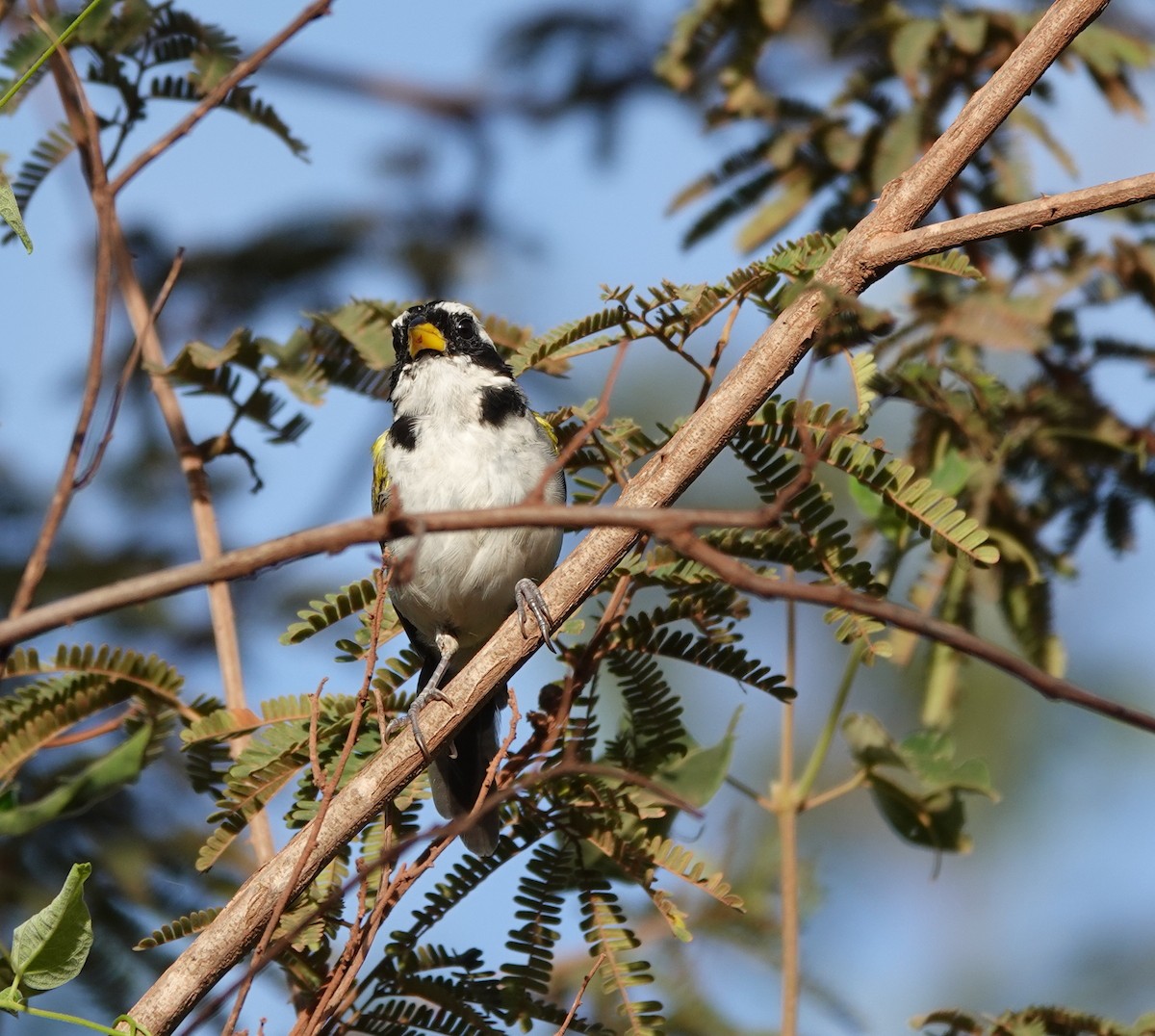 Sao Francisco Sparrow - ML642161314
