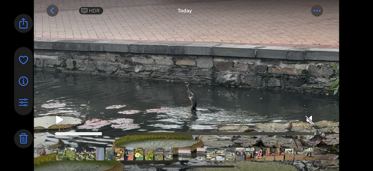 Double-crested Cormorant - ML642161321