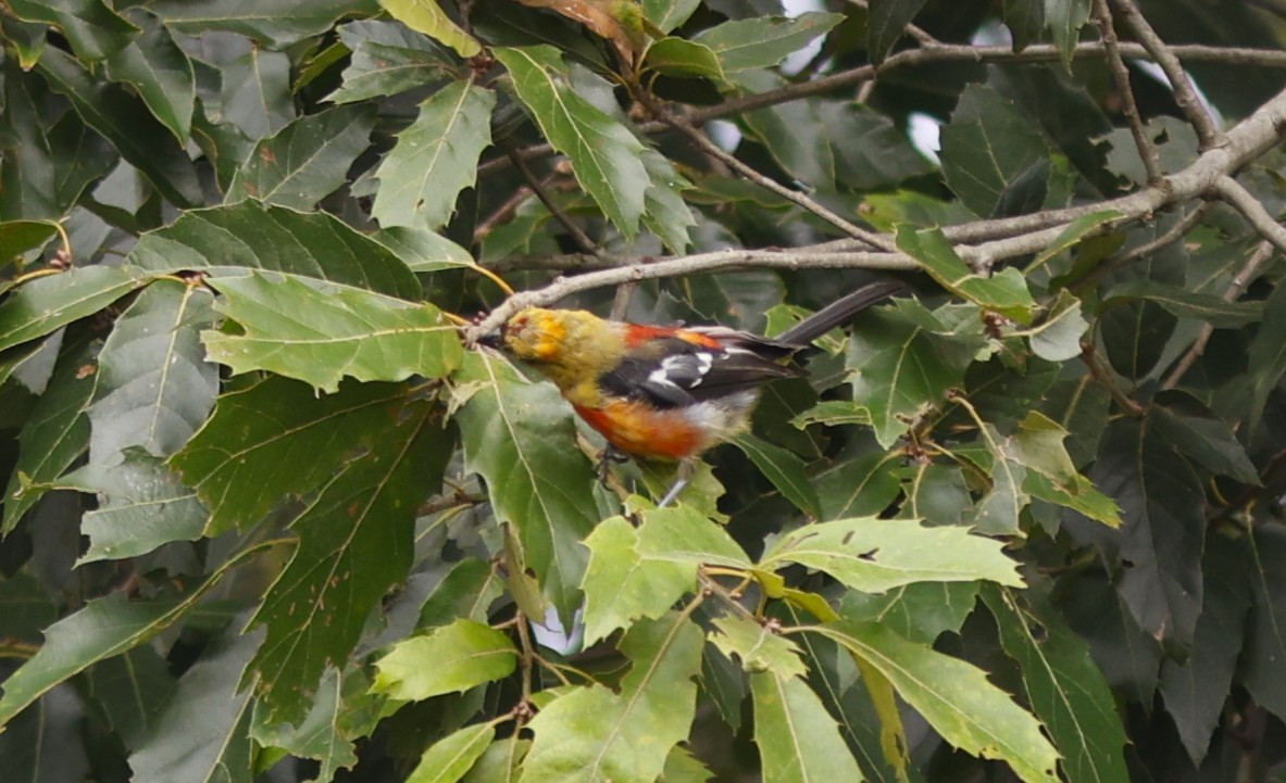 White-winged Tanager - ML642161324