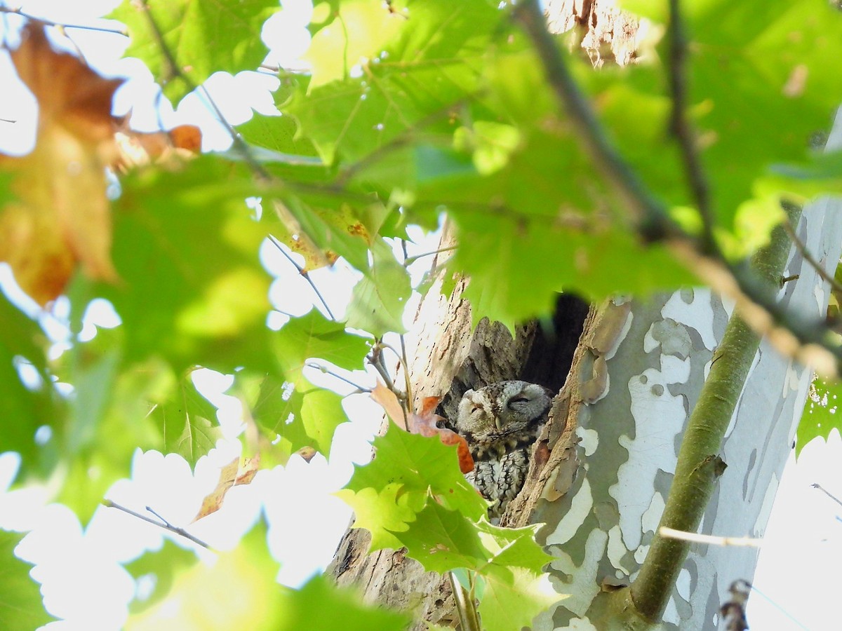 Eastern Screech-Owl - ML642161325
