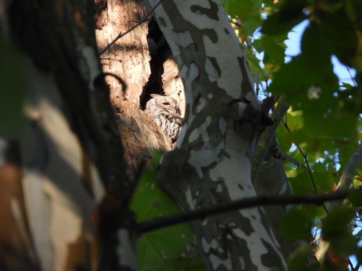 Eastern Screech-Owl - ML642161326