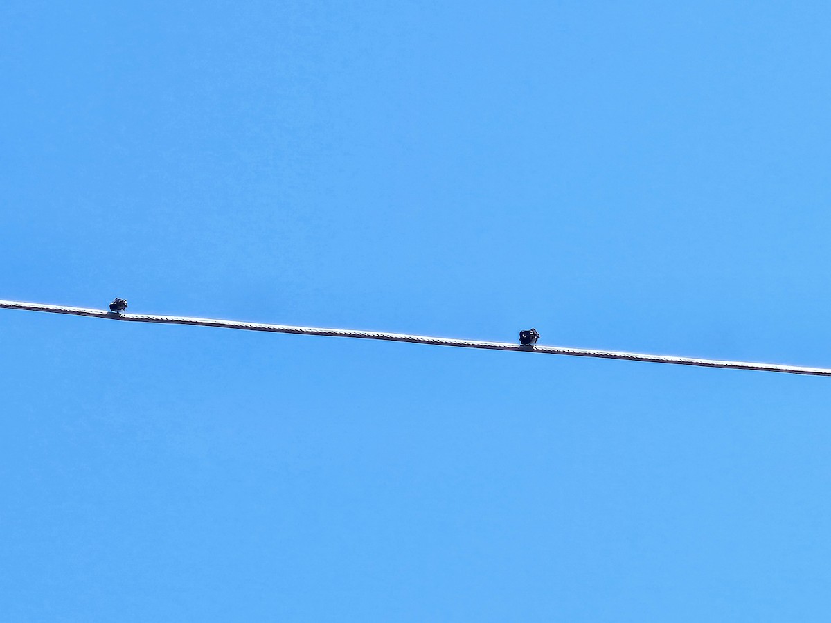 Pacific Swallow - ML642161333
