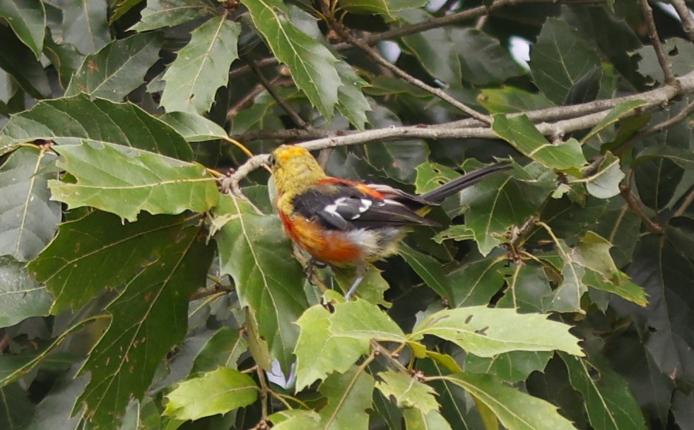White-winged Tanager - ML642161334