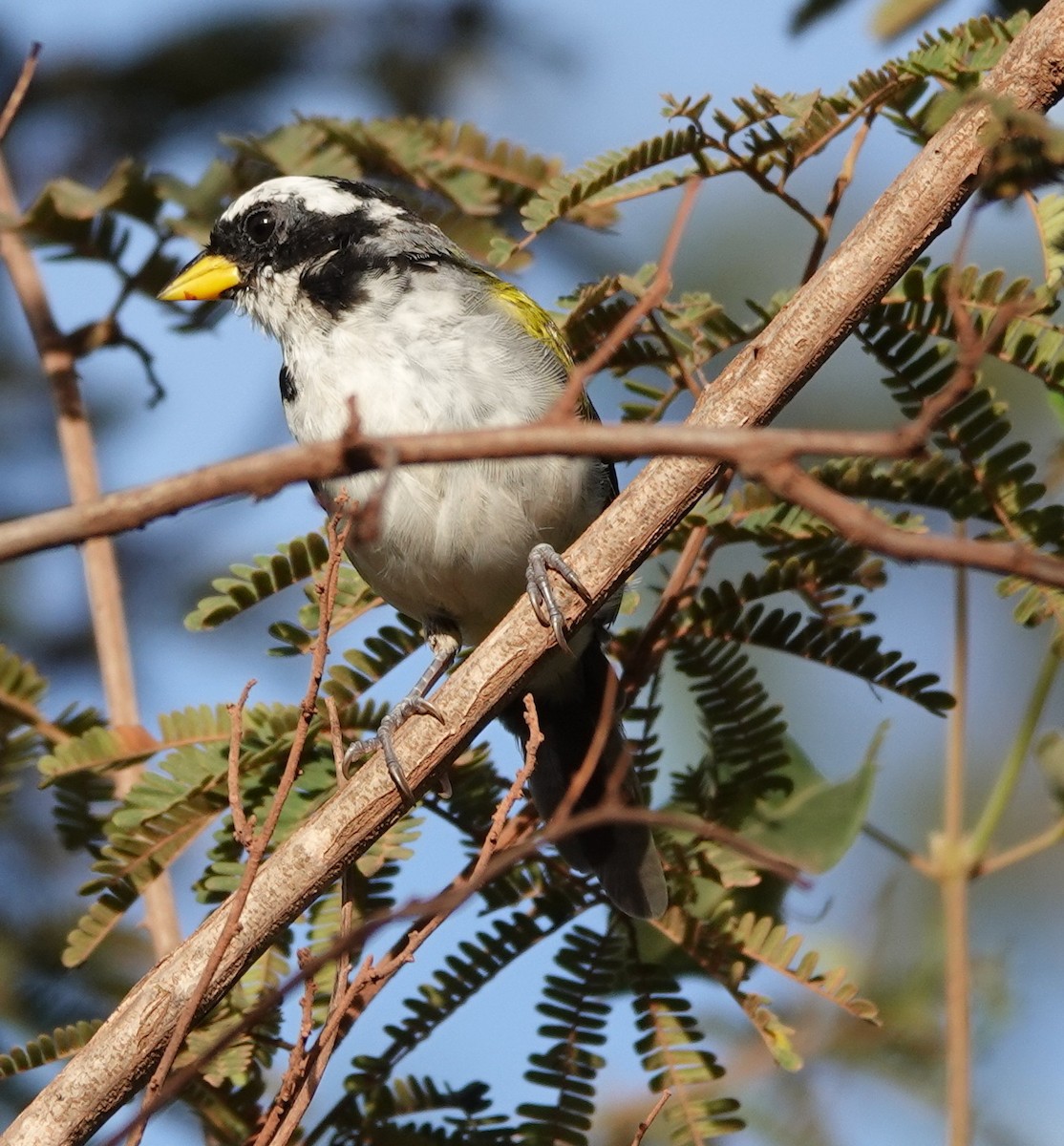 Sao Francisco Sparrow - ML642161340