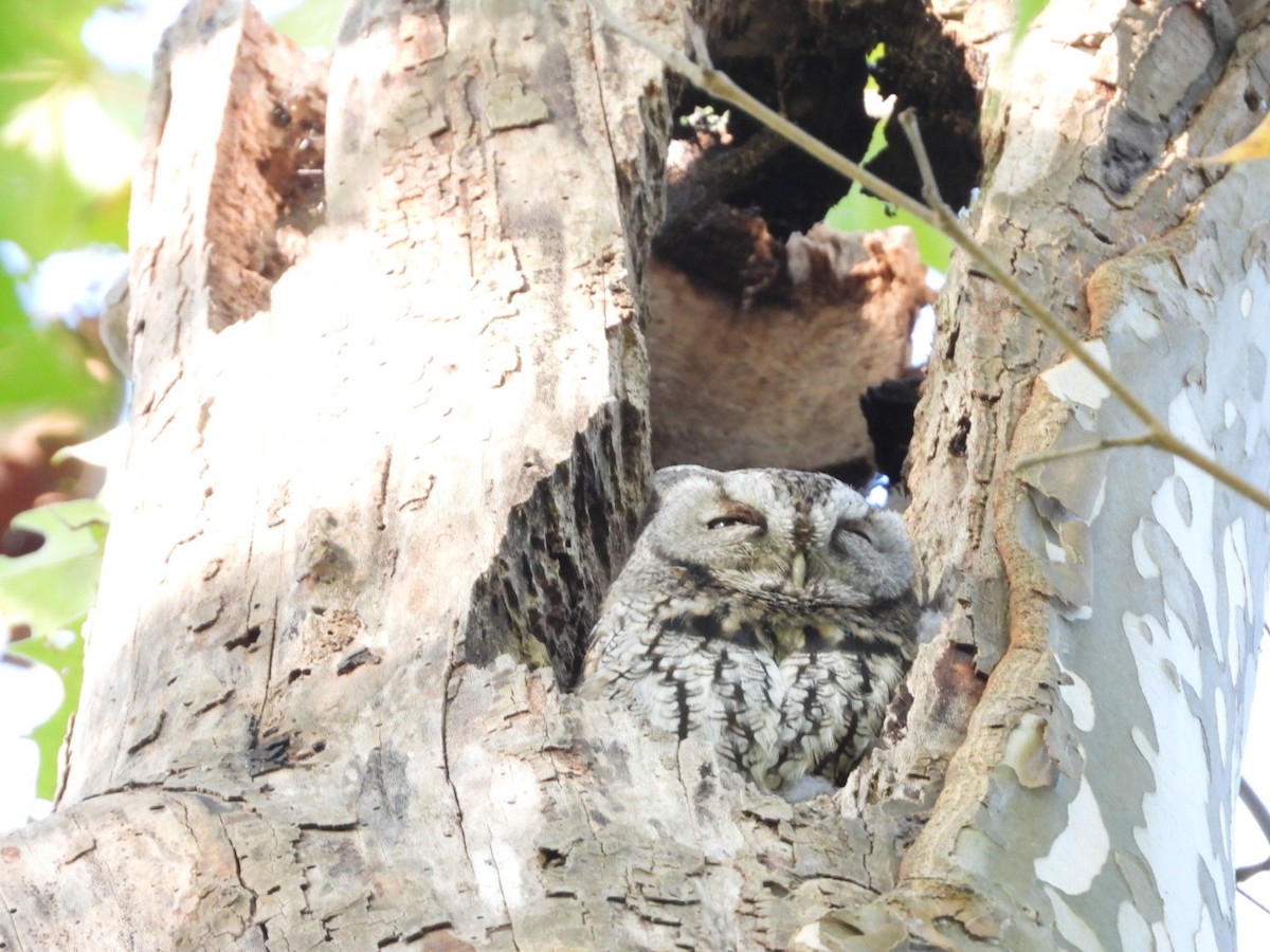 Eastern Screech-Owl - ML642161372