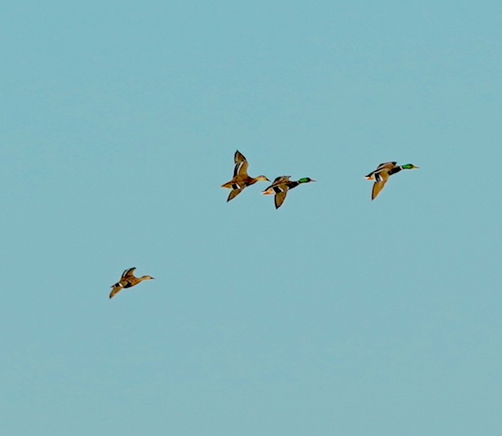 Mallard - ML642161374