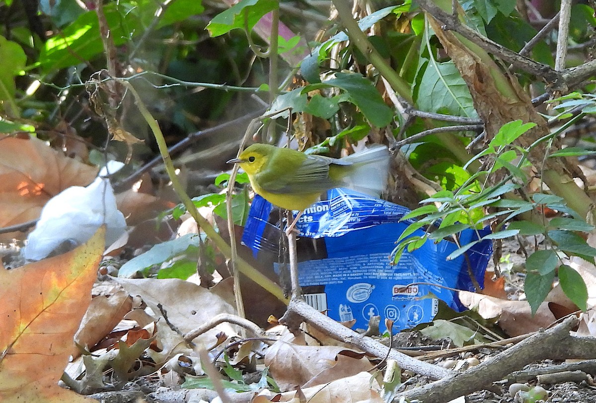 Hooded Warbler - ML642161377
