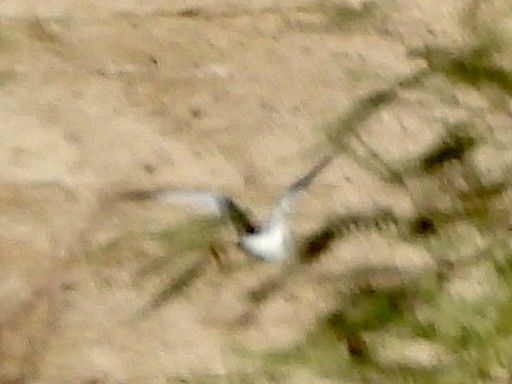Sabine's Gull - ML642161394