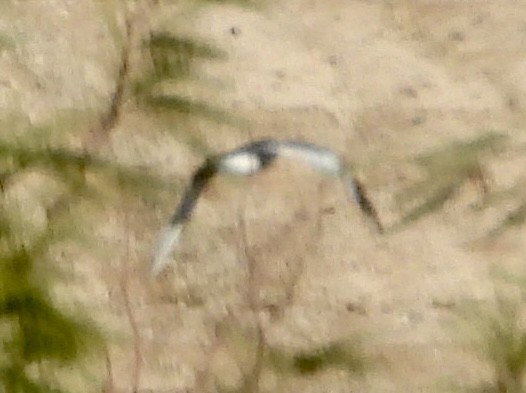 Sabine's Gull - ML642161395