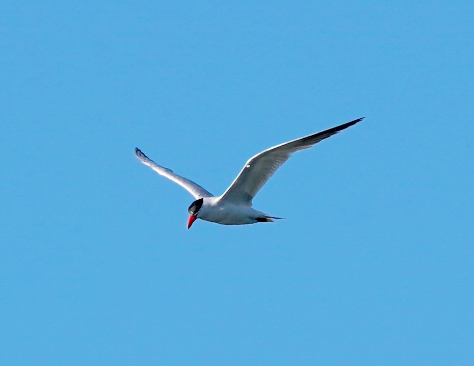 Caspian Tern - ML642161399