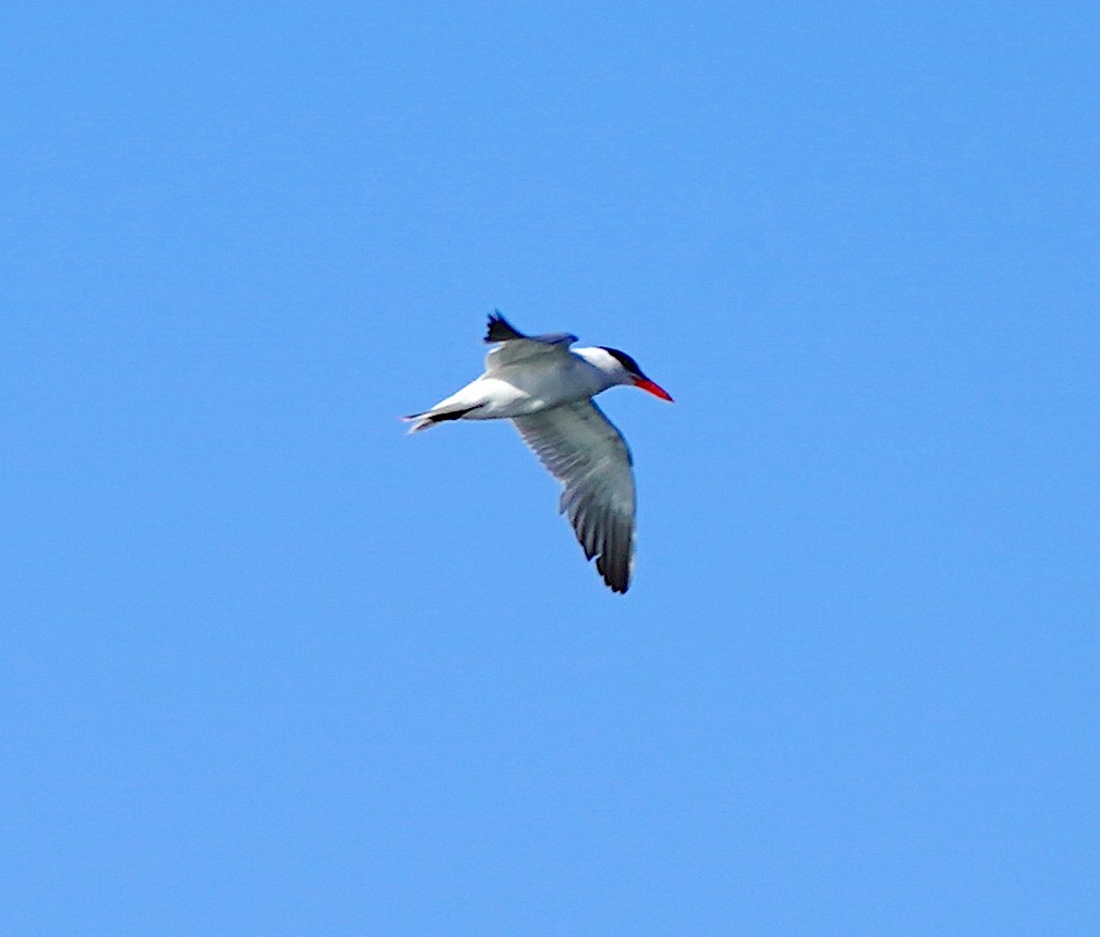 Caspian Tern - ML642161401