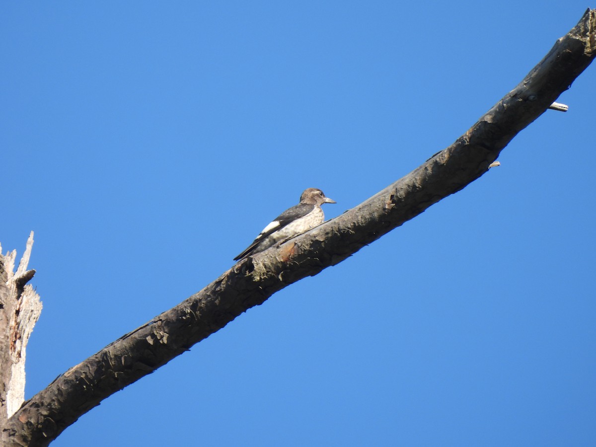 Red-headed Woodpecker - ML642161403