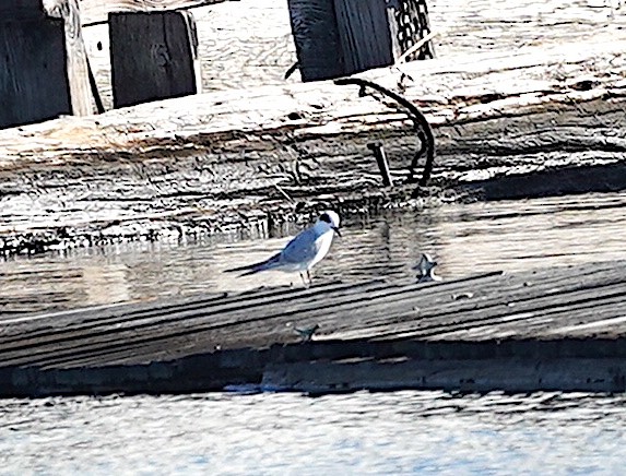 Forster's Tern - ML642161410