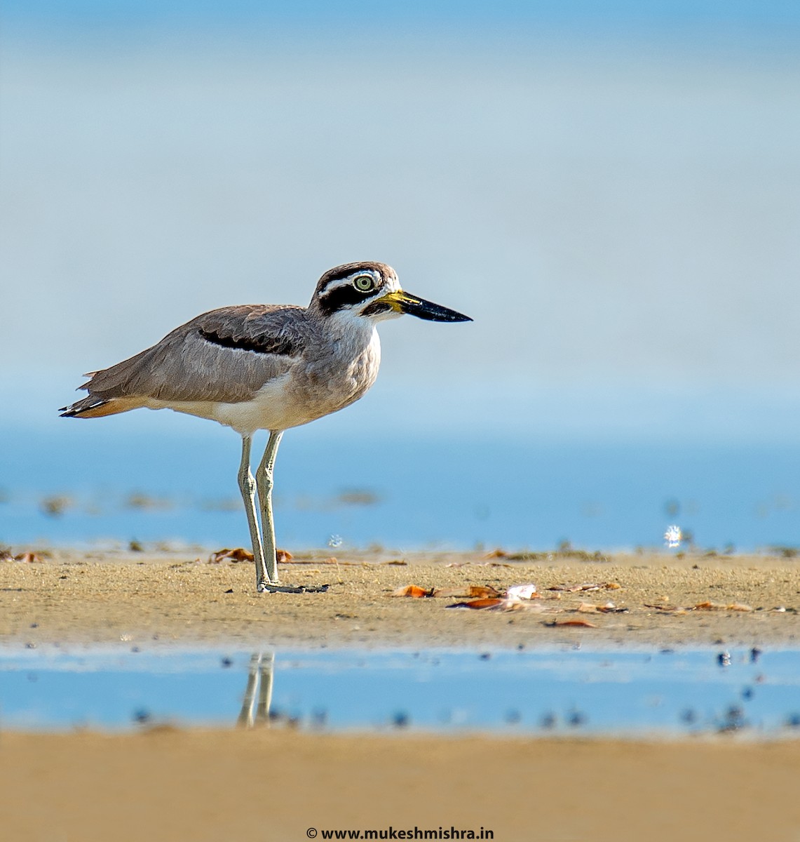 Great Thick-knee - ML642161419
