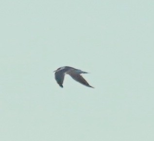 Common Tern - ML642161423