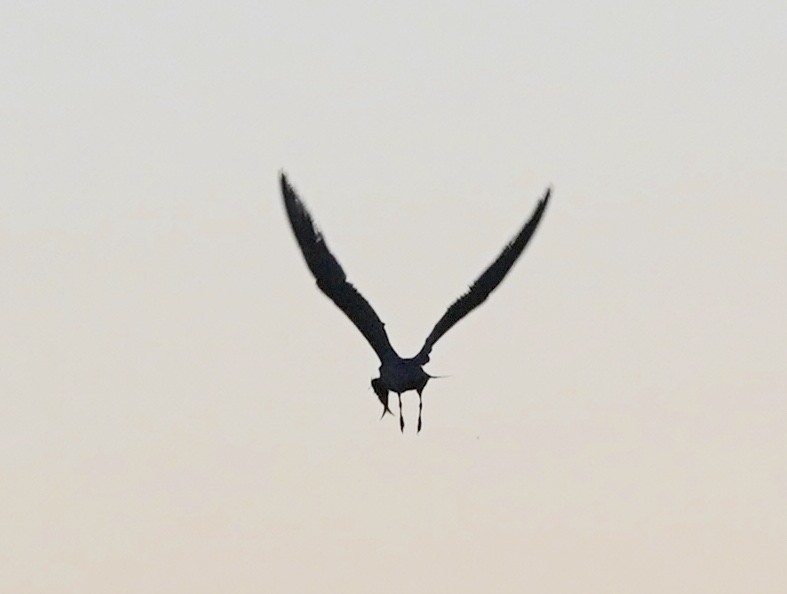 Royal Tern - ML642161432