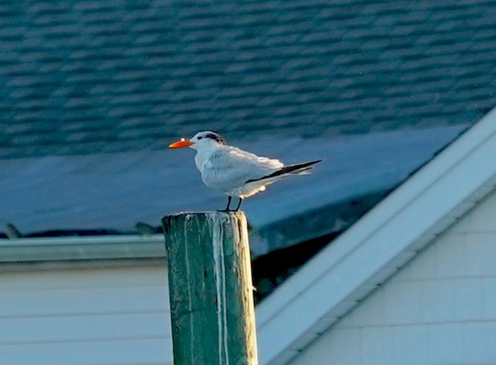 Royal Tern - ML642161433